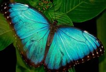 "Manipulating Light": A Butterfly Wing-Inspired Technology for Cancer Diagnosis