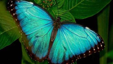 "Manipulating Light": A Butterfly Wing-Inspired Technology for Cancer Diagnosis