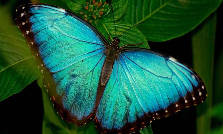 "Manipulating Light": A Butterfly Wing-Inspired Technology for Cancer Diagnosis