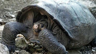 A century-old giant turtle from Greece discovered in Egypt!