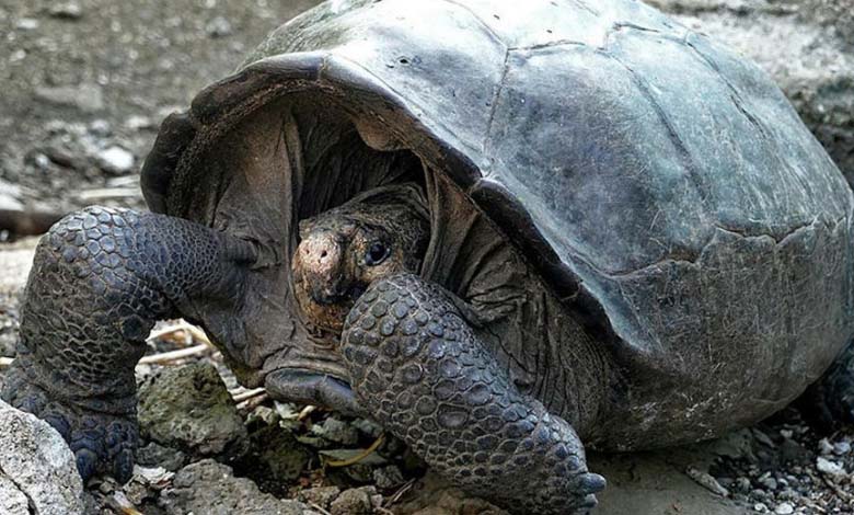 A century-old giant turtle from Greece discovered in Egypt!