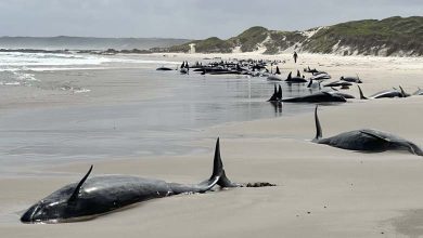 Australia: Over 150 False Killer Whales Stranded