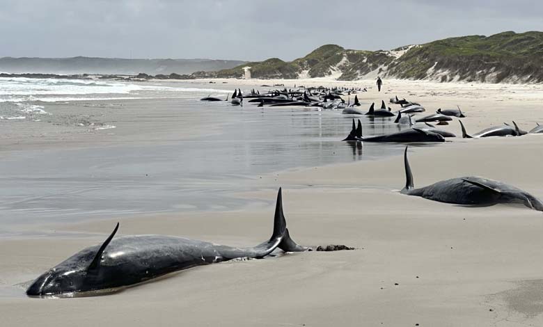 Australia: Over 150 False Killer Whales Stranded