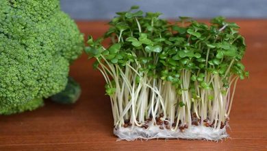 Can Broccoli Sprouts Prevent the Development of Diabetes?