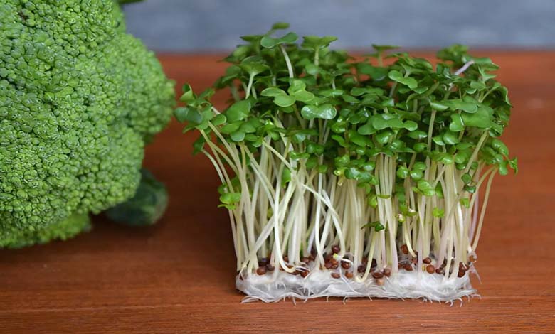 Can Broccoli Sprouts Prevent the Development of Diabetes?