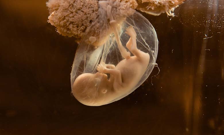 First Medical Trial: A Fetus Receives a Life-Saving Drug in the Womb