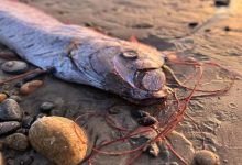 Oarfish on the Canary Islands' Shores: A Harbinger of Natural Disaster?