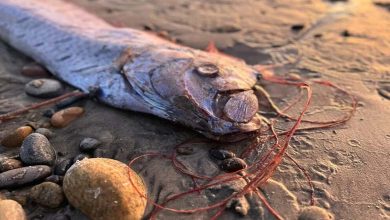 Oarfish on the Canary Islands' Shores: A Harbinger of Natural Disaster?