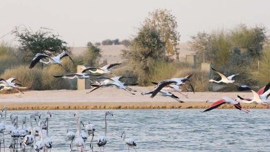 Birds Facing Climate Change: Diverse Strategies for Survival