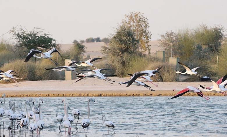 Birds Facing Climate Change: Diverse Strategies for Survival