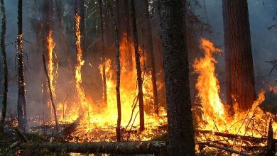 Japan's Worst Wildfire in 50 Years Brought Under Control