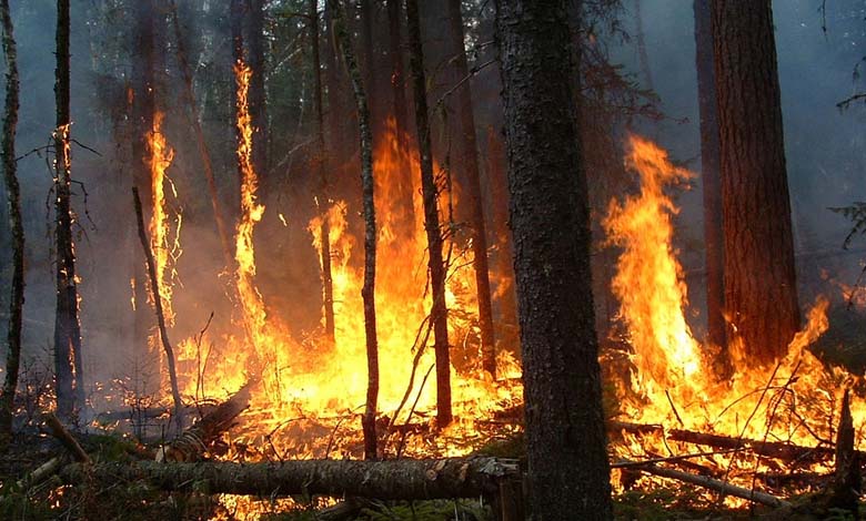 Japan's Worst Wildfire in 50 Years Brought Under Control