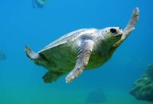 Libya: Moving Sea Turtle Nests to Protect Them from Extinction