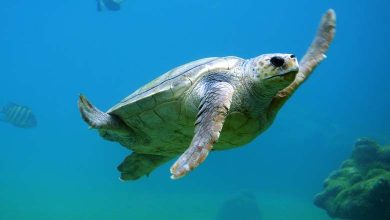 Libya: Moving Sea Turtle Nests to Protect Them from Extinction