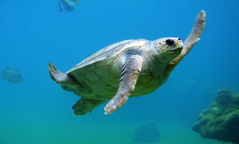 Libya: Moving Sea Turtle Nests to Protect Them from Extinction