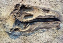 Could Dinosaur Fossils Hold the Key to Cancer Treatment?