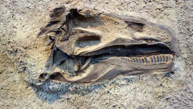 Could Dinosaur Fossils Hold the Key to Cancer Treatment?