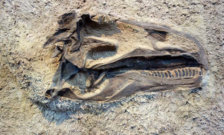 Could Dinosaur Fossils Hold the Key to Cancer Treatment?