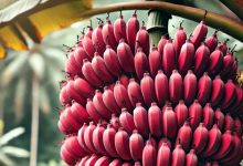 Nutrition Experts Reveal the Benefits of Red Bananas
