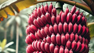 Nutrition Experts Reveal the Benefits of Red Bananas