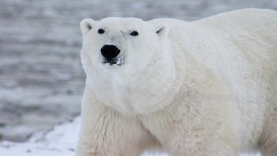 The End of an Era: Euthanasia of Victoria, the UK’s Largest Female Polar Bear