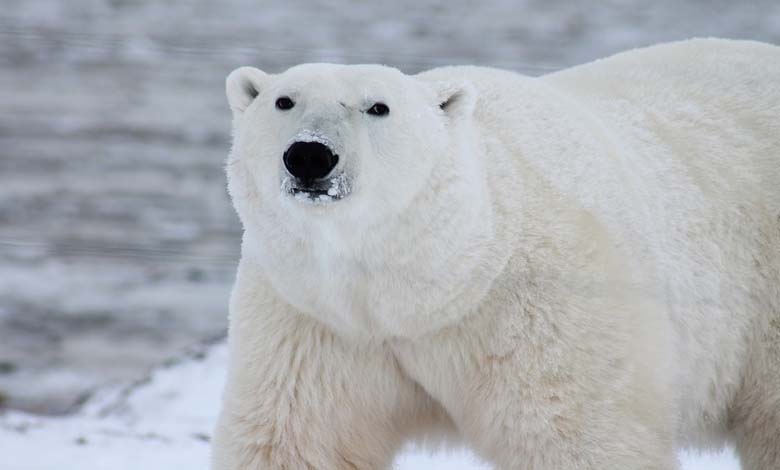 The End of an Era: Euthanasia of Victoria, the UK’s Largest Female Polar Bear