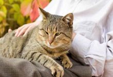 Excessive Fear in Your Cat May Reveal a Hidden Illness