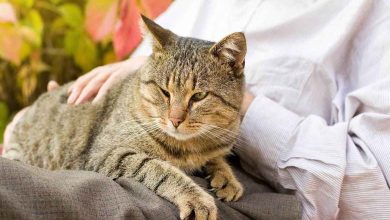 Excessive Fear in Your Cat May Reveal a Hidden Illness