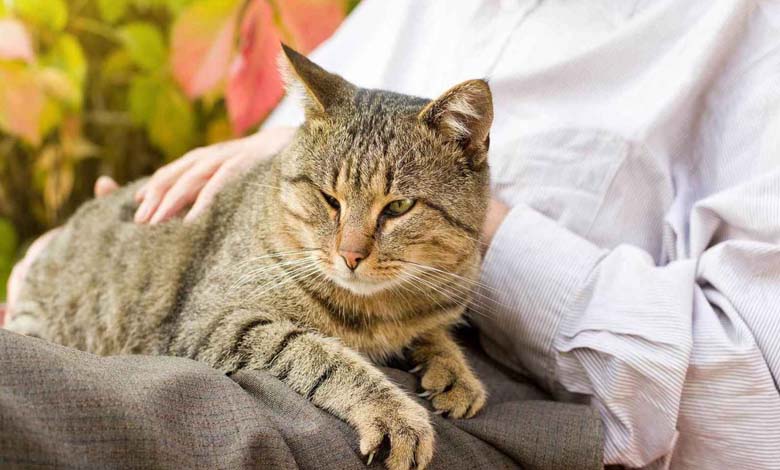 Excessive Fear in Your Cat May Reveal a Hidden Illness