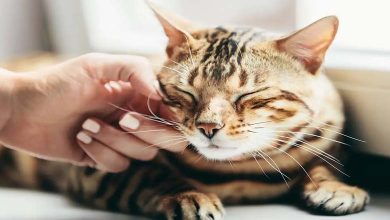 Japanese Study Edges Closer to Unlocking the Mystery of Cat Purring