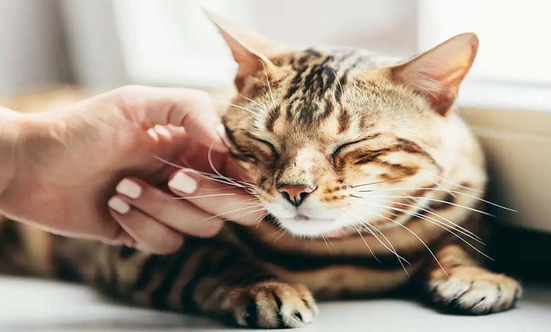 Japanese Study Edges Closer to Unlocking the Mystery of Cat Purring