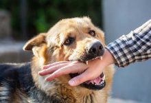 Bali at Risk of Rabies Outbreak: Health Officials Issue Warnings