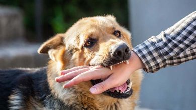 Bali at Risk of Rabies Outbreak: Health Officials Issue Warnings