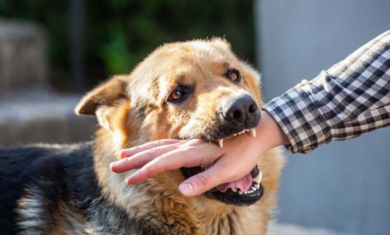 Bali at Risk of Rabies Outbreak: Health Officials Issue Warnings