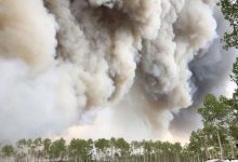 Study – Wildfire Smoke Weakens Immunity and Alters Genes