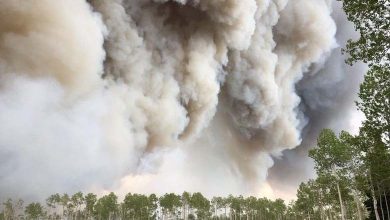 Study – Wildfire Smoke Weakens Immunity and Alters Genes