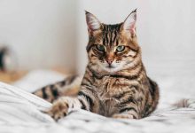 Cats Can Develop Alzheimer’s-Like Disease Just Like Humans