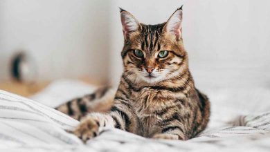 Cats Can Develop Alzheimer’s-Like Disease Just Like Humans