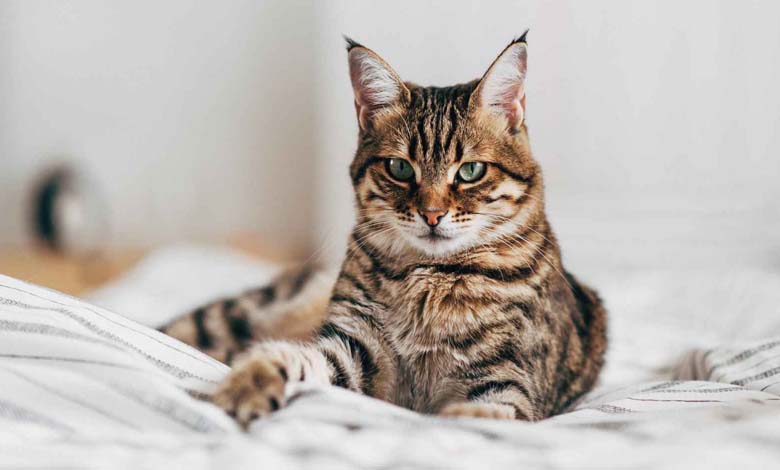 Cats Can Develop Alzheimer’s-Like Disease Just Like Humans