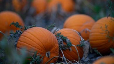 The Remarkable Health Benefits of Pumpkin and Its Seeds: A Nutritional Treasure Beyond Autumn