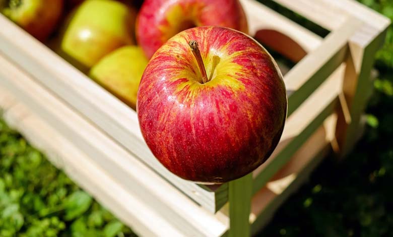 Eating an Apple a Day: A Major Ally for Cardiovascular Health