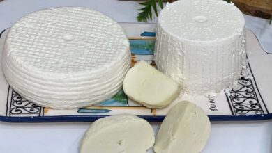 High-Fat Cheese: A True Ally for the Brain?