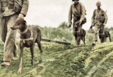 The Battle of the Stray Dog: Greece and Bulgaria, Protagonists of One of History’s Strangest Wars