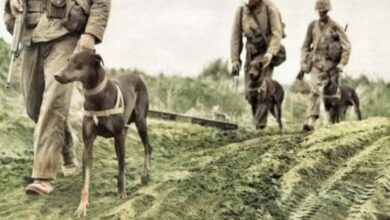 The Battle of the Stray Dog: Greece and Bulgaria, Protagonists of One of History’s Strangest Wars