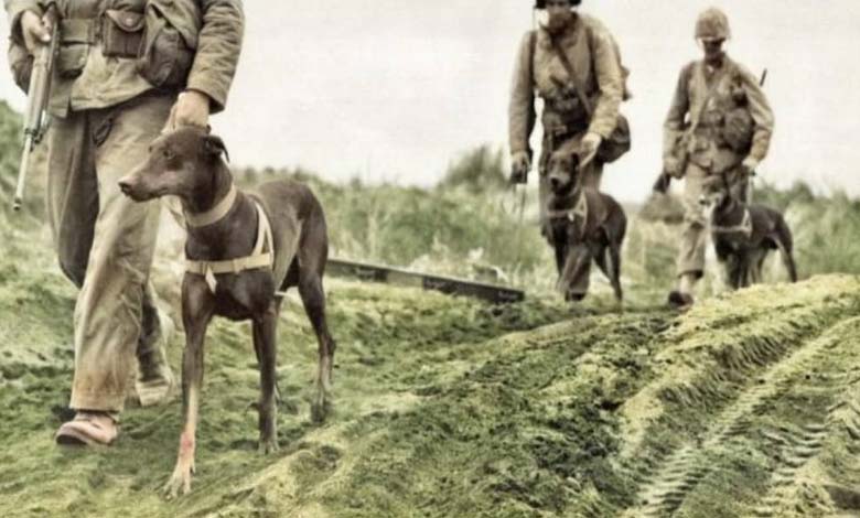 The Battle of the Stray Dog: Greece and Bulgaria, Protagonists of One of History’s Strangest Wars