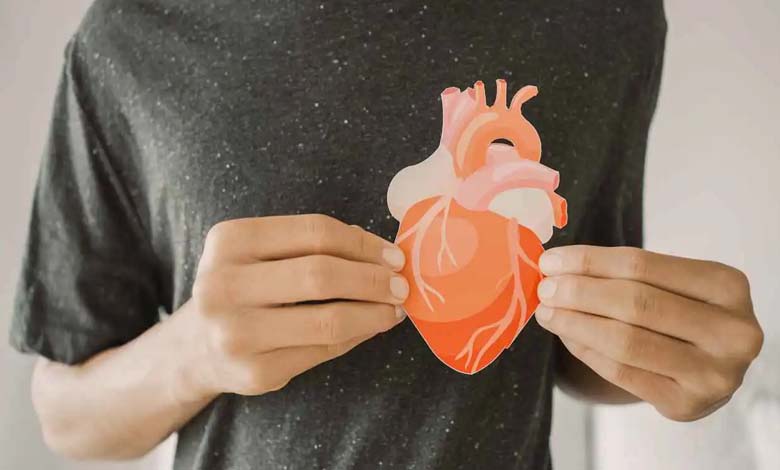 An Artificial Heart to Test Medications Without Risk to Humans