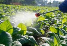 Can melatonin reduce the risks of pesticides in food?