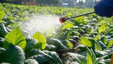 Can melatonin reduce the risks of pesticides in food?