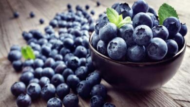 Daily Consumption of Blueberries Enhances Heart and Brain Health