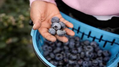 Daily Consumption of Blueberries Enhances Heart and Brain Health